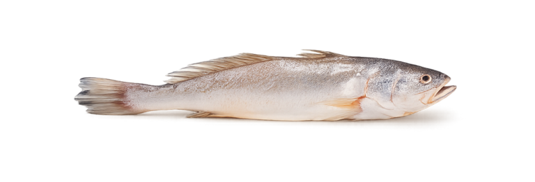 Corvina Amarilla