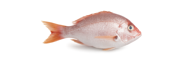 Pargo Rojo